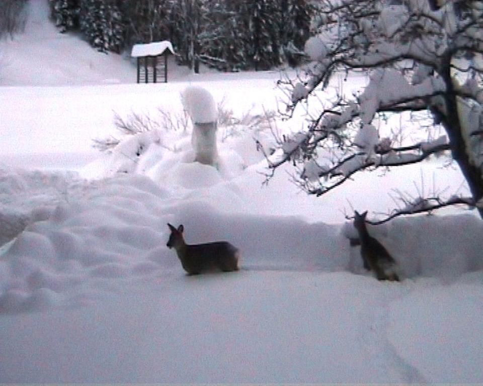Farm Kosir Villa Kranjska Gora Dış mekan fotoğraf